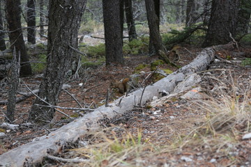 View from Tunnel Mountain trail Banff