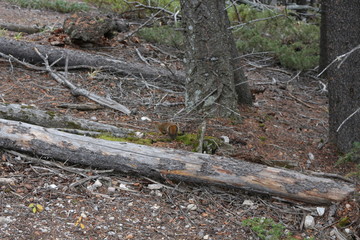 View from Tunnel Mountain trail Banff
