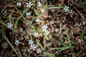 white little flowers in the park