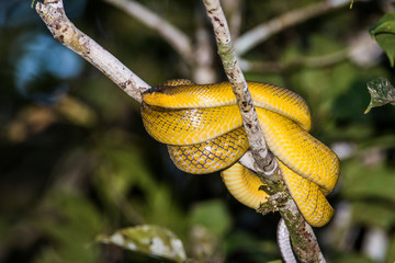 Kinabatangan river, Sabah, Borneo- JANUAR 2019: Banana snake close-up, Borneo