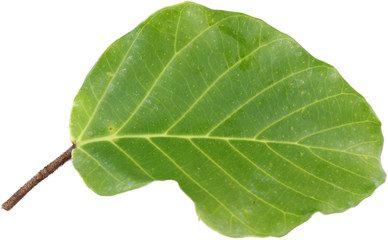 Leaf samples from nature in Thailand.