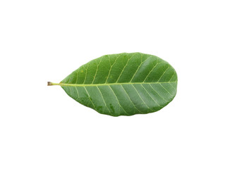 Obraz premium Leaf samples from nature in Thailand.