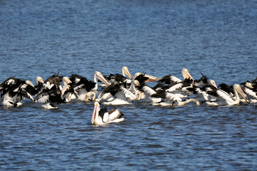 A flock of pelicans on a lake