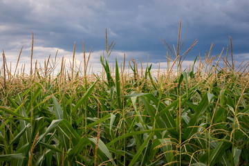 Landscape of big field of corn with dark rainy clouds on the background