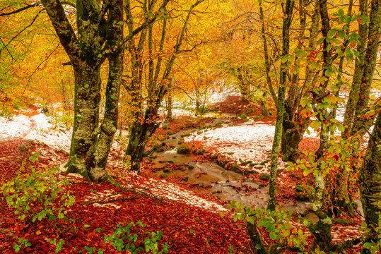 End of autumn and first snow in the jungle of Irati
