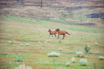 wild horses in the meadow