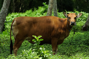 Asian Brown Buffalo