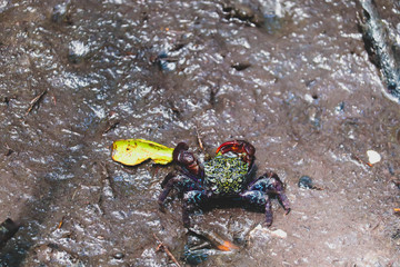 Close up of beautiful mangrove crab feeding on mudflats during low tide. Mangrove crab, a small colorful crab, living on mudflats in mangrove forest in Thailand.