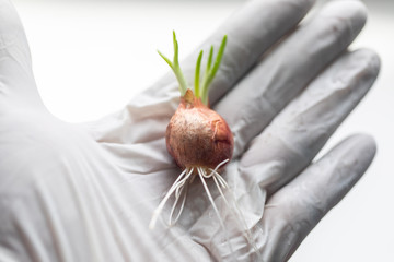 Seeding onion roots to study mitosis cells in Laboratory.