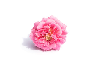 Pink of Rose flower on white background.