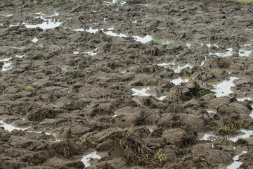 Muddy Road