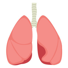 human lungs, flat