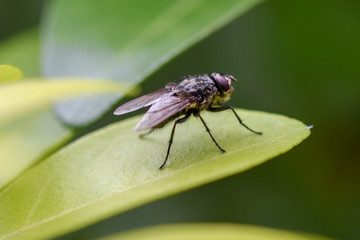 Fly macro close-up, insect photography
