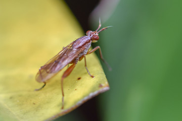 Fly macro close-up, insect photography