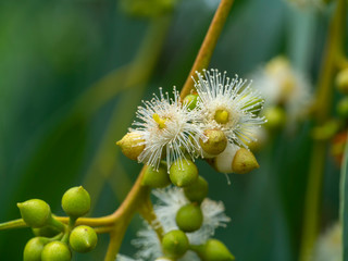 Close up of Eucalyptus flower.