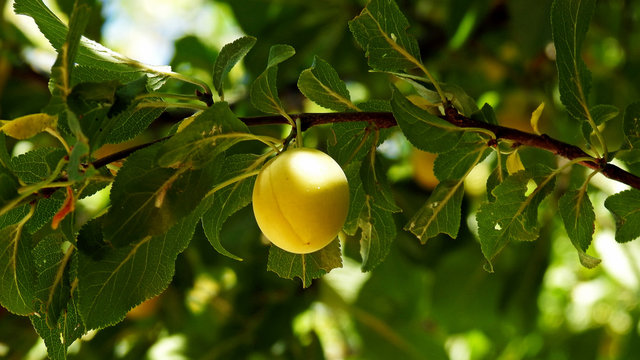 fruits of a wild fruit tree called mirabelka plum next to a dirt road in the village of Fasty in Podlasie, Poland