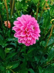 Fototapeta premium Calming beauty