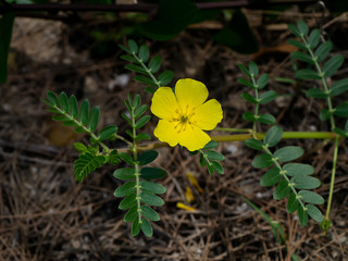 Close up The yellow flower of devil's thorn with leaves.