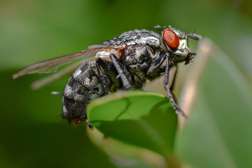 Fly macro close-up, insect photography
