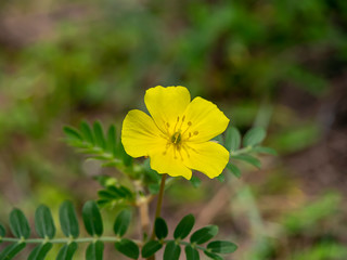 Close up The yellow flower of devil's thorn