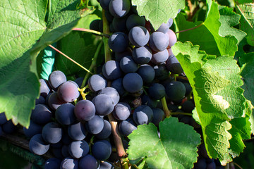grapes on vine