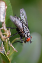 Fly macro close-up, insect photography