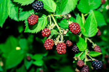 blackberries on a branch in the garden