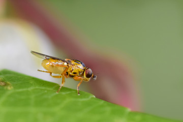 Fly macro close-up, insect photography