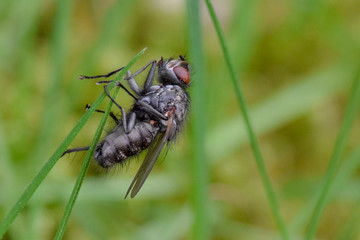 Fly macro close-up, insect photography