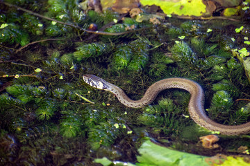 grass-snake among water grass close-up