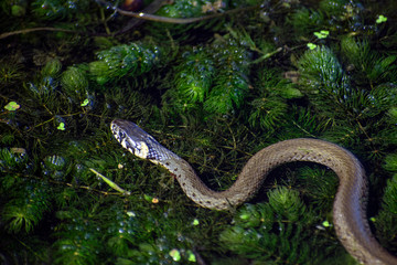 snake in the grass