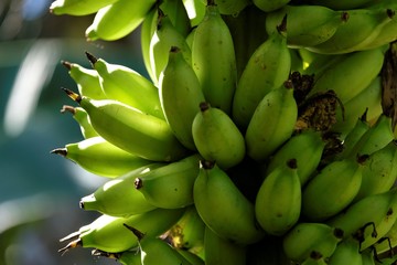 Banana fruits, is an elongated, edible fruit