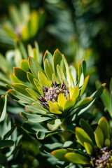 Fototapeta premium Fynbos & Bug