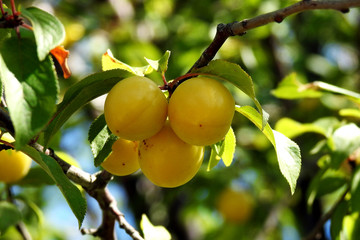 fruits of a wild fruit tree called mirabelka plum next to a dirt road in the village of Fasty in Podlasie, Poland