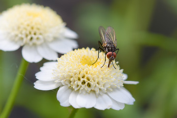 Fly insect macro photography