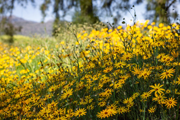 field of yellow flowers