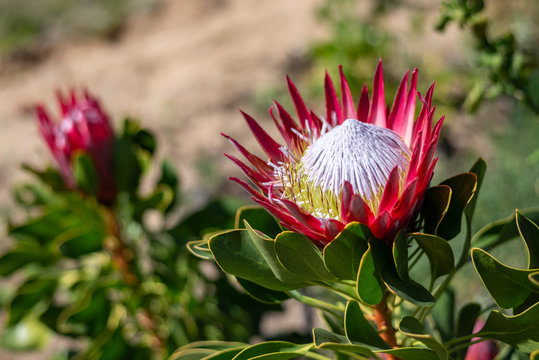 King Protea in Garden