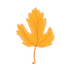 Beautiful colourful autumn leaf or fall foliage icon. Vector stock illustration isolated on white background. 