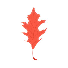 Beautiful colourful autumn leaf or fall foliage icon. Vector stock illustration isolated on white background. 