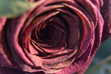 Obraz na płótnie Canvas Beautiful dark purple red rose macro.