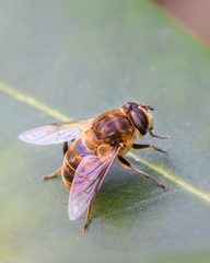Fly insect macro photography