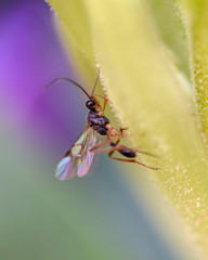Fly insect macro photography