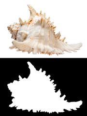 sea shell
