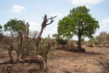 Fototapeta premium Parc national Kruger, Afrique du Sud