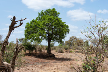 Parc national Kruger, Afrique du Sud