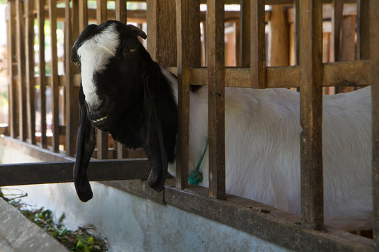 etawa goat or jamnapari goat in the farm