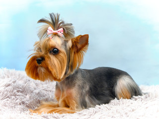 a cute Yorkshire Terrier lies on the carpet and looks away