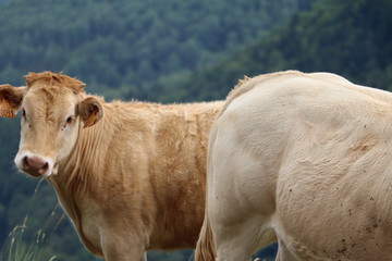 Troupeau dans les alpages