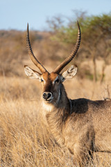 Cobe à croissant , Waterbuck,  Kobus ellipsiprymnus, Parc national du Pilanesberg, Afrique du Sud
