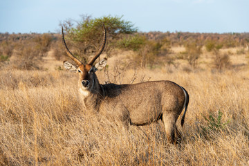 Cobe à croissant , Waterbuck,  Kobus ellipsiprymnus, Parc national du Pilanesberg, Afrique du Sud